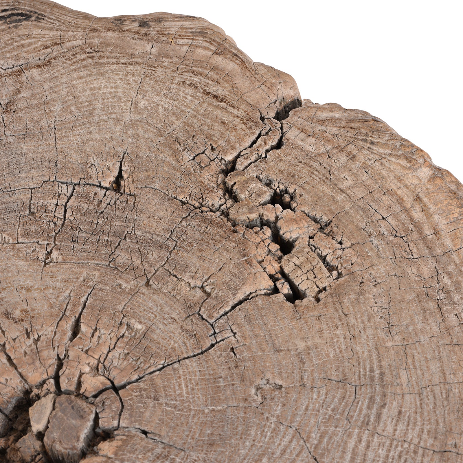Yumu Elm Tree Stump Coffee Table - Image 4